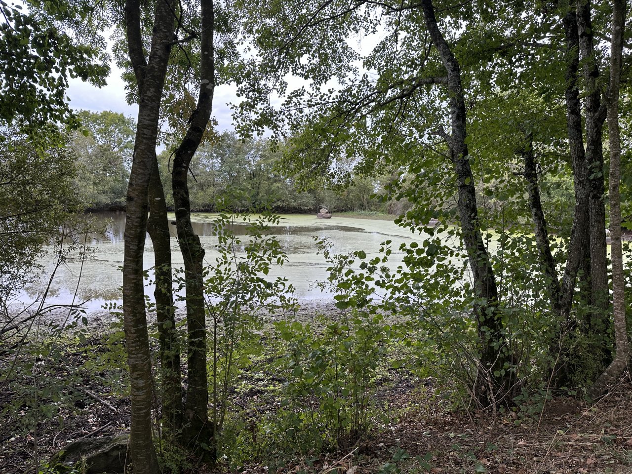 Terrain  CHAILLE-SOUS-LES-ORMEAUX - Photo 4