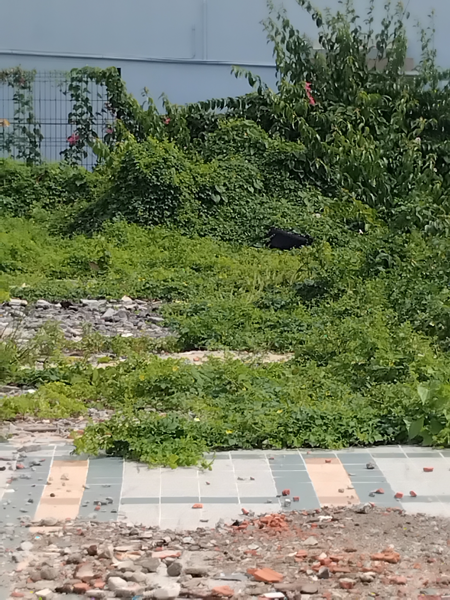 Terrain à batir  Fort-de-France