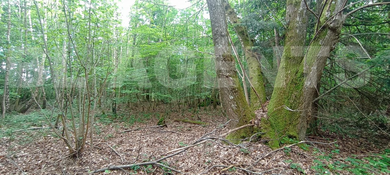 Terrain  SAINT-MARTIN-DE-BIENFAITE-LA-CRESSONNIERE - Photo 1