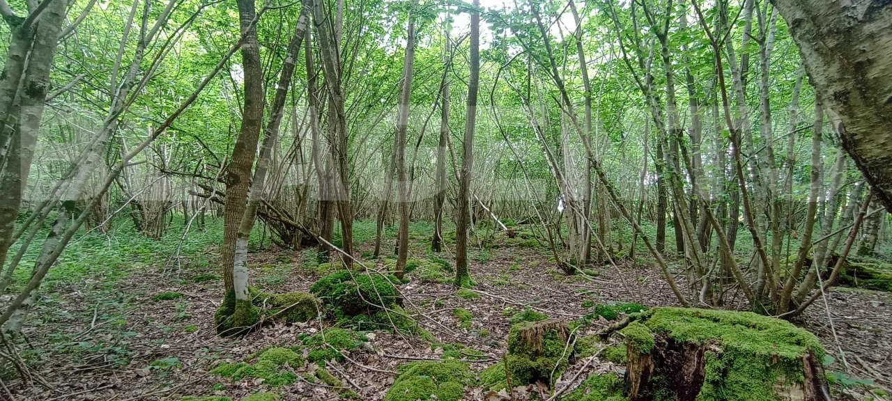 Terrain  SAINT-MARTIN-DE-BIENFAITE-LA-CRESSONNIERE - Photo 7