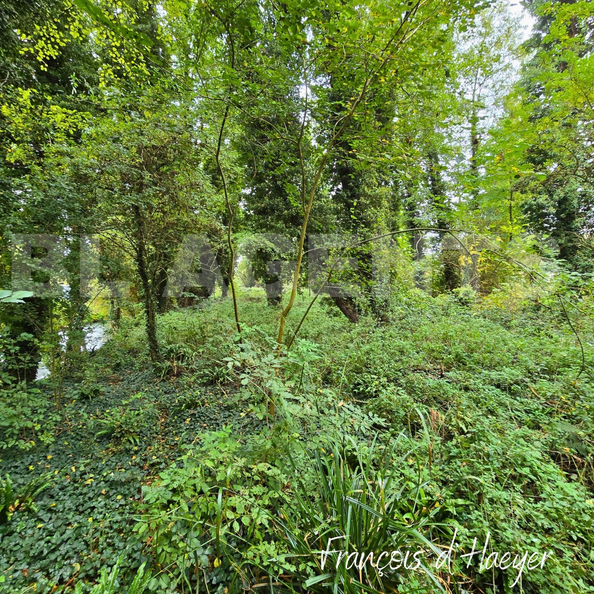 Terrain  TORCY-LE-PETIT - Photo 3