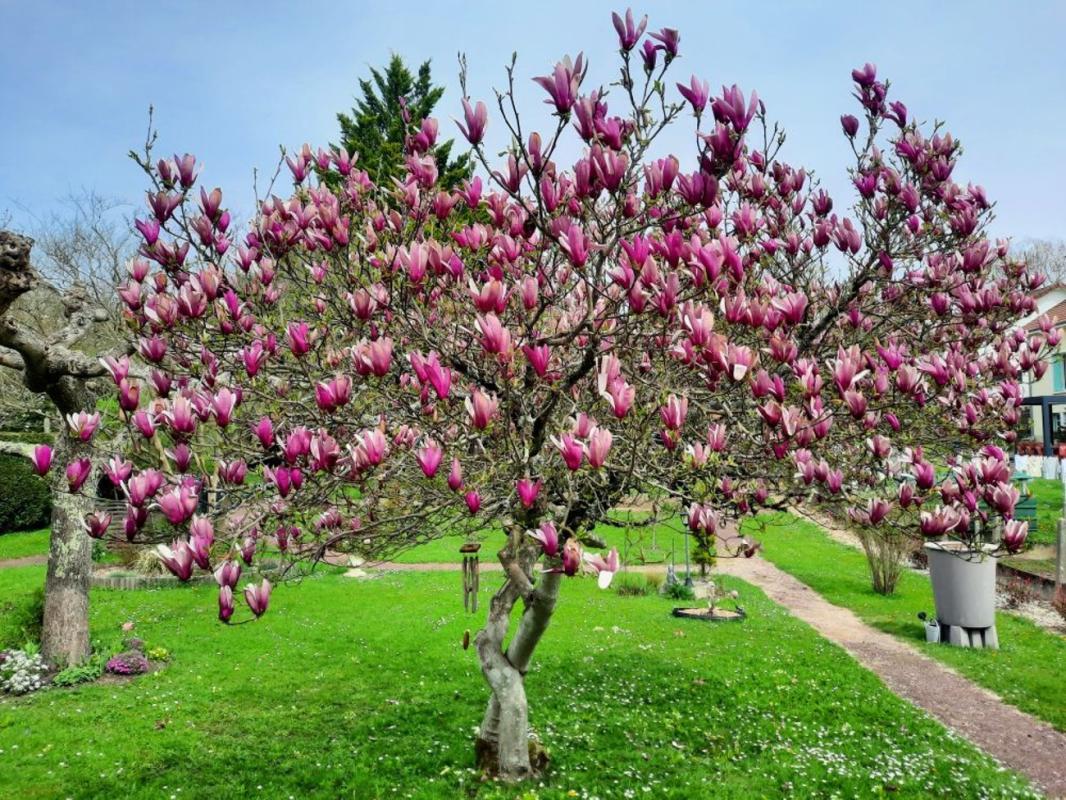 Maison de ville 4 Pièce(s) Saint-Junien