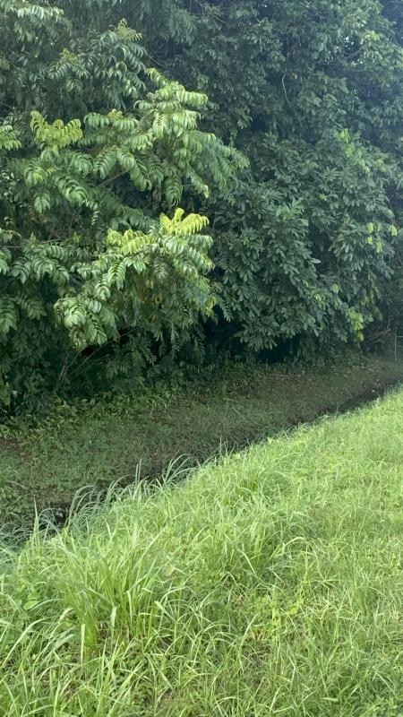 Terrain  Remire-Montjoly