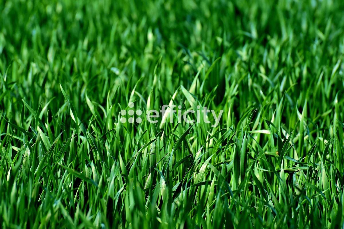 Terrain  Mieussy